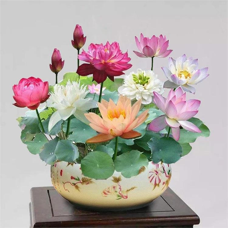 LotusBloom™ — Lotus Seeds for Effortless Pond Beauty in Days | 50% Off