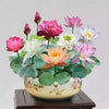 LotusBloom™ — Lotus Seeds for Effortless Pond Beauty in Days | 50% Off