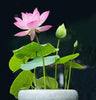 LotusBloom™ — Lotus Seeds for Effortless Pond Beauty in Days | 50% Off