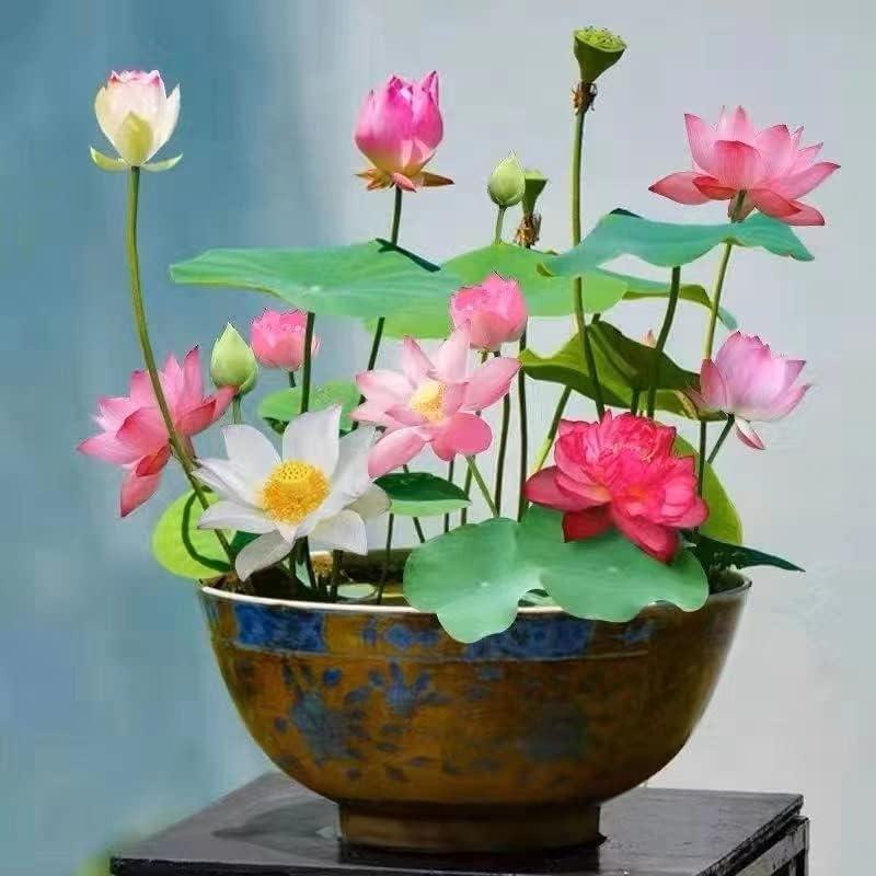 LotusBloom™ — Lotus Seeds for Effortless Pond Beauty in Days | 50% Off