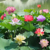 LotusBloom™ — Lotus Seeds for Effortless Pond Beauty in Days | 50% Off