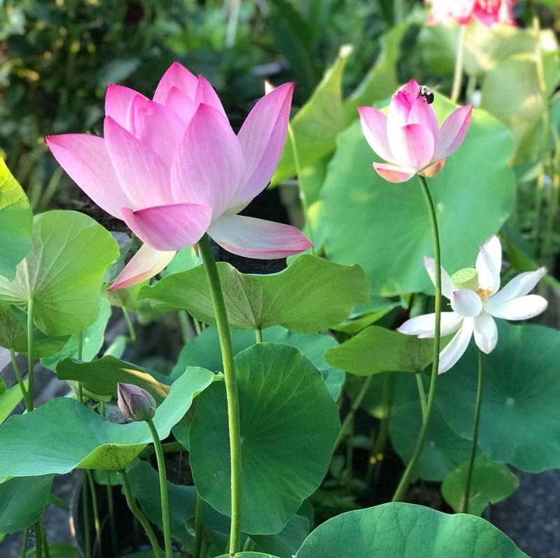 LotusBloom™ — Lotus Seeds for Effortless Pond Beauty in Days | 50% Off