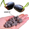 LotusBloom™ — Lotus Seeds for Effortless Pond Beauty in Days | 50% Off